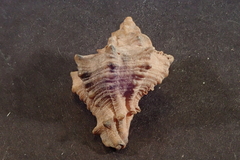 Muricoidea