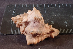 Muricoidea