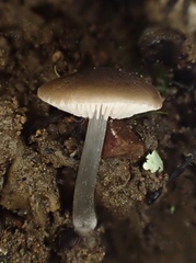 Pluteus nanus