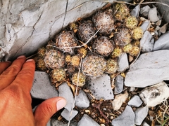Coryphantha nickelsiae