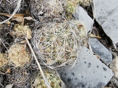 Coryphantha nickelsiae