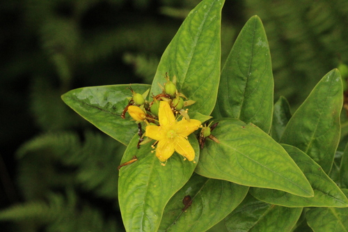 Hypericum foliosum Dryand. ex Aiton
