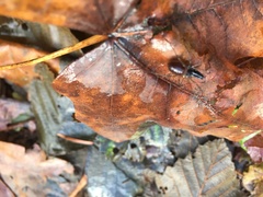 Taracus pallipes