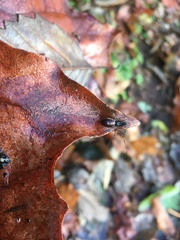 Taracus pallipes