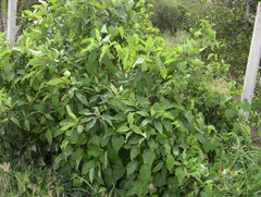 Solanum erianthum