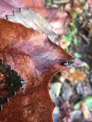 Taracus pallipes