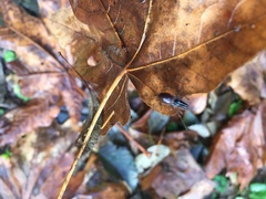 Taracus pallipes