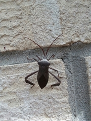 Acanthocephala declivis