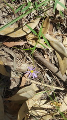 Brachyscome graminea