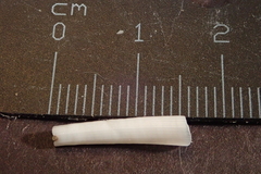 Dentaliida