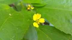 Greenmaniella resinosa