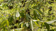Aesculus sylvatica