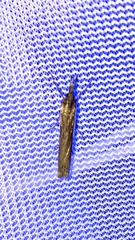Crambus sperryellus