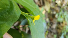 Greenmaniella resinosa