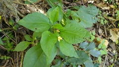 Greenmaniella resinosa
