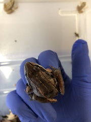 Lithobates sylvaticus