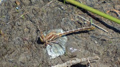 Phanogomphus lividus