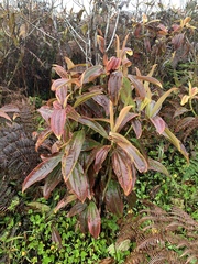 Miconia robinsoniana