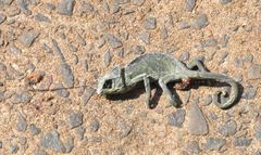 Chamaeleo zeylanicus