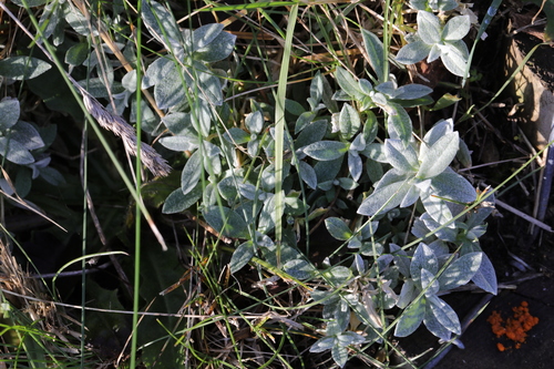Snow in summer (Cerastium tomentosum)