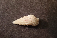Cerithium scabridum