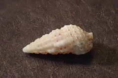 Cerithium scabridum