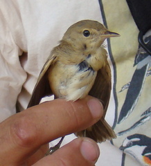 Acrocephalus scirpaceus