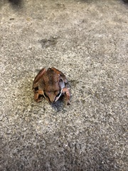 Lithobates sylvaticus