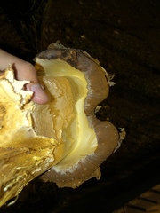 Battarrea phalloides