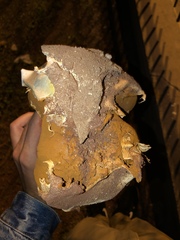 Battarrea phalloides