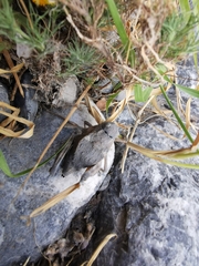 Phrynotettix robertsi