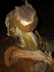 Battarrea phalloides