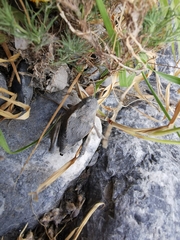 Phrynotettix robertsi