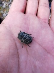 Microschatia robusta