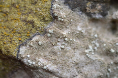 Lecanora impudens
