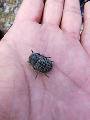 Microschatia robusta