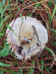 Russula grisea
