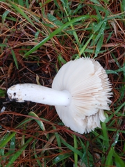 Russula grisea