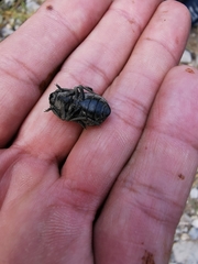 Microschatia robusta