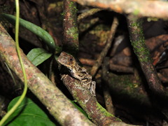 Anolis scypheus
