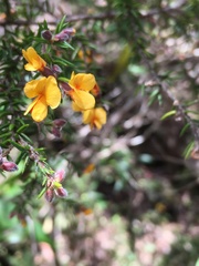 Pultenaea juniperina