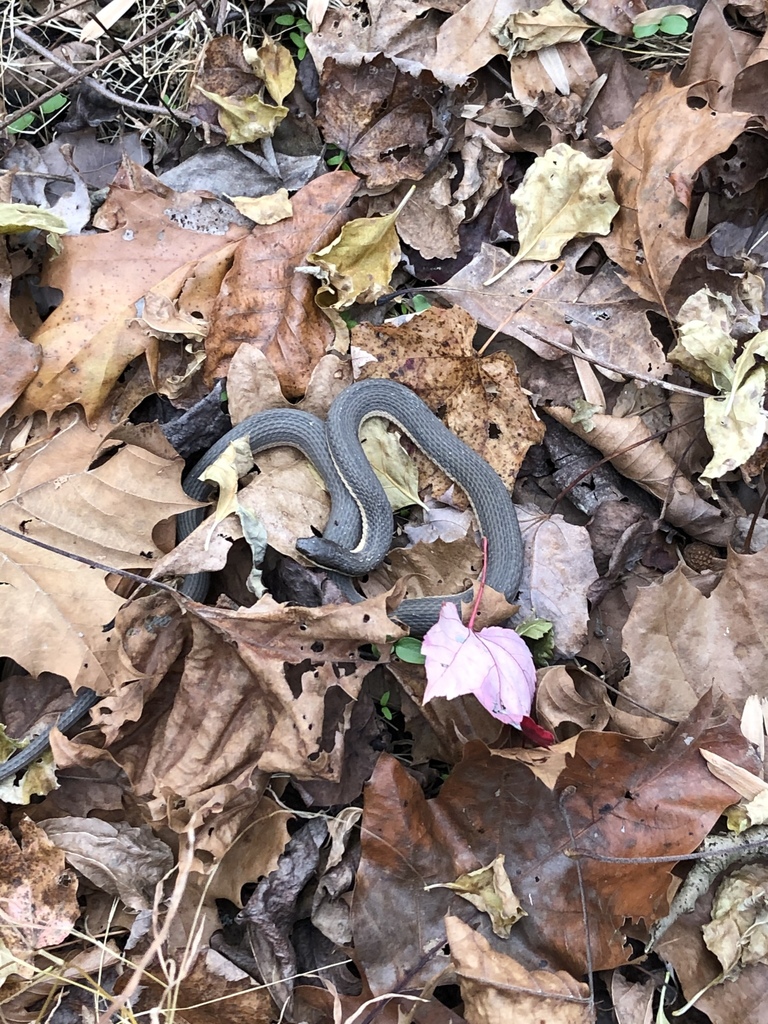 Queen Snake