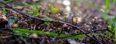 Marasmius wettsteinii