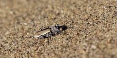Cicindela limbata nympha