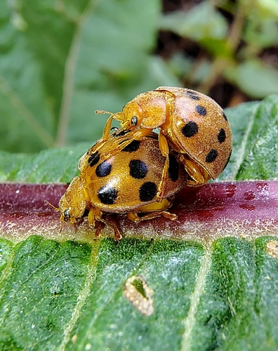 Southern Squash Lady Beetle