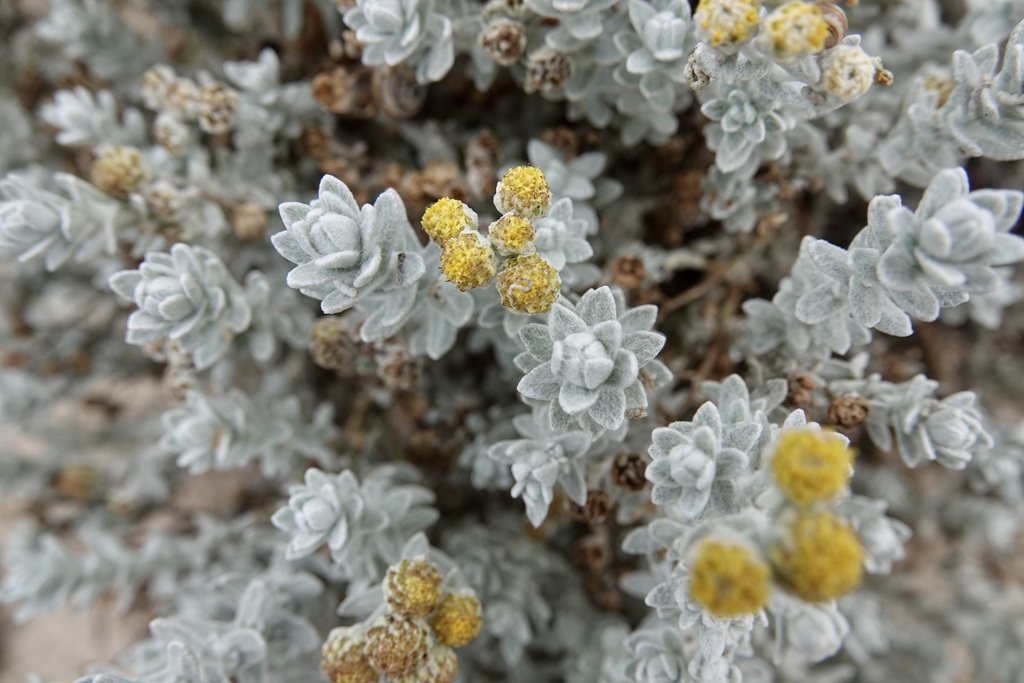 Cotton lavender