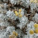 Achillea maritima - Photo (c) Jenn Megyesi,  זכויות יוצרים חלקיות (CC BY-NC), הועלה על ידי Jenn Megyesi