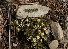 Anisotome flexuosa