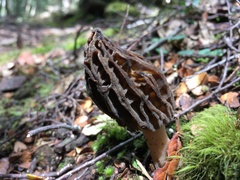 Morchella australiana