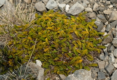 Anisotome flexuosa
